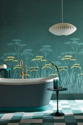 Achillea, Aurora